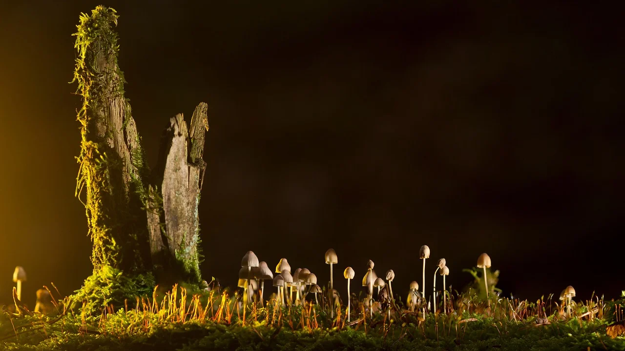 Rare Beauty róż: jak aplikować, by nie zrobić plam i uzyskać naturalny efekt